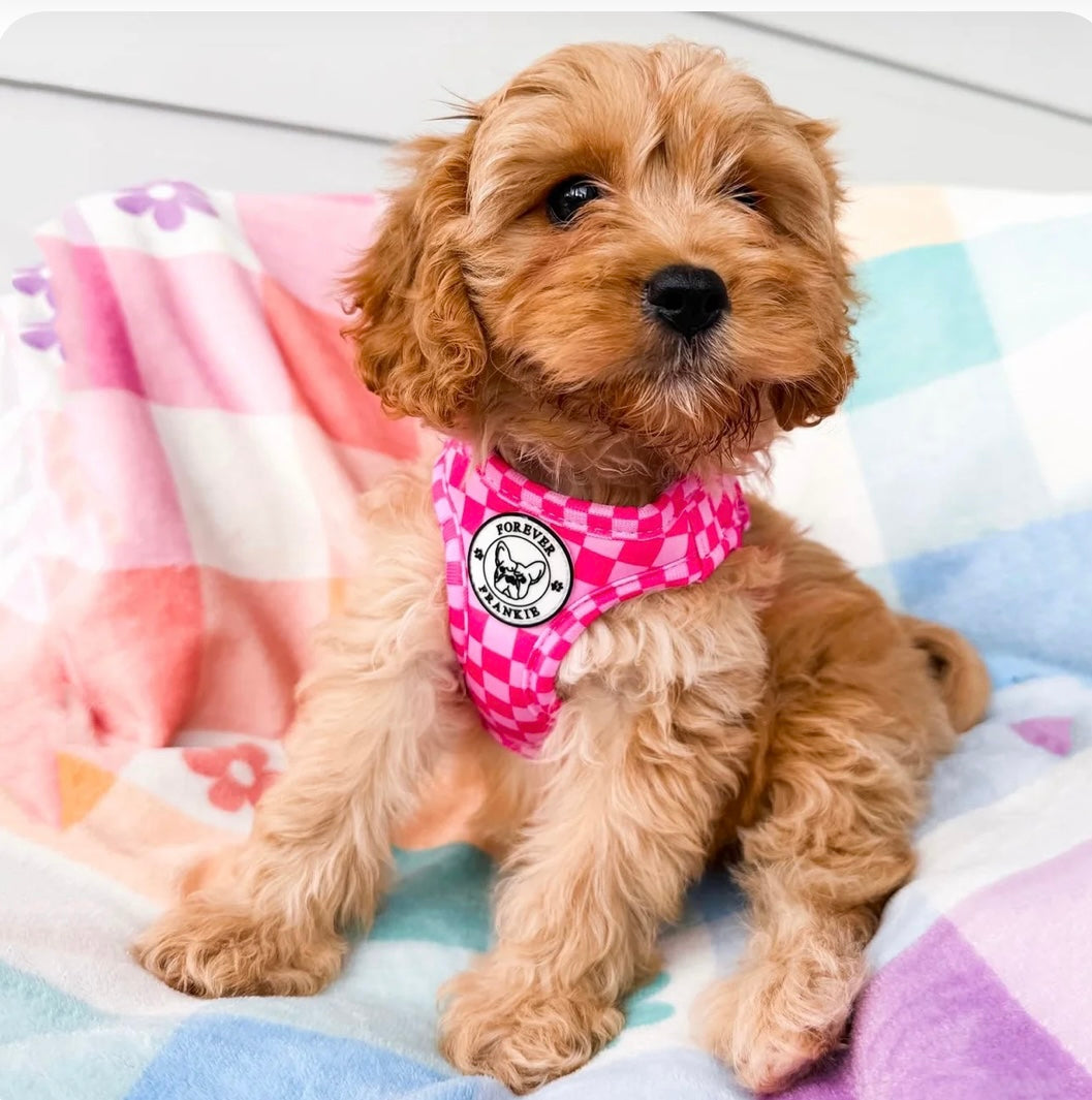 Pink Lemonade - Step-In Harness